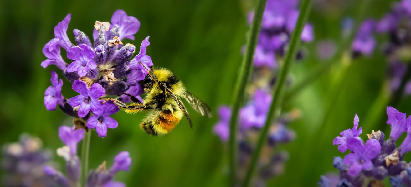 a bee on a lavender flower